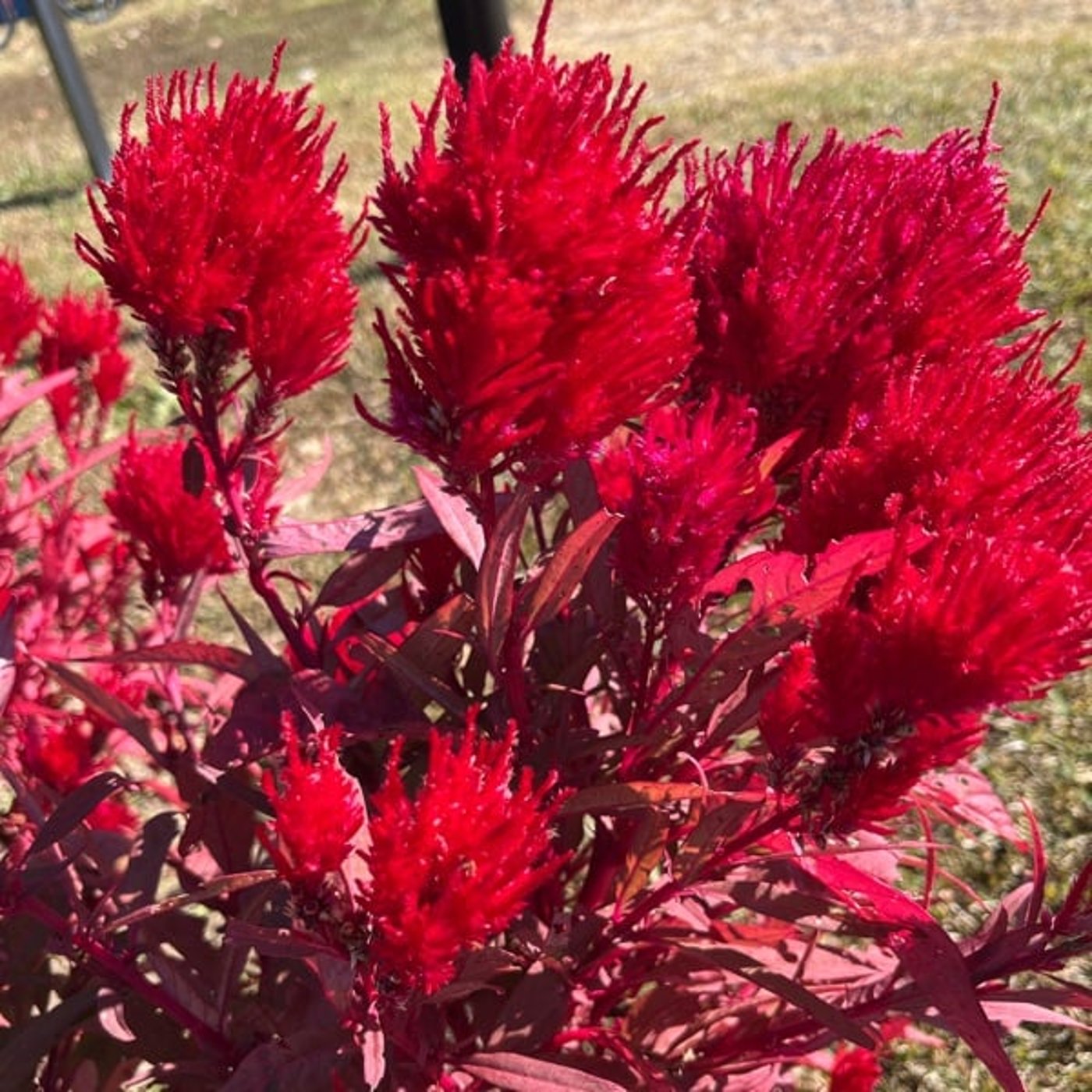 【今週のひとこと】根源の恐怖に触れる蠍座新月のとき、花の紹介も 【今週のひとこと】根源の恐怖に触れる蠍座新月のとき、花の紹介も