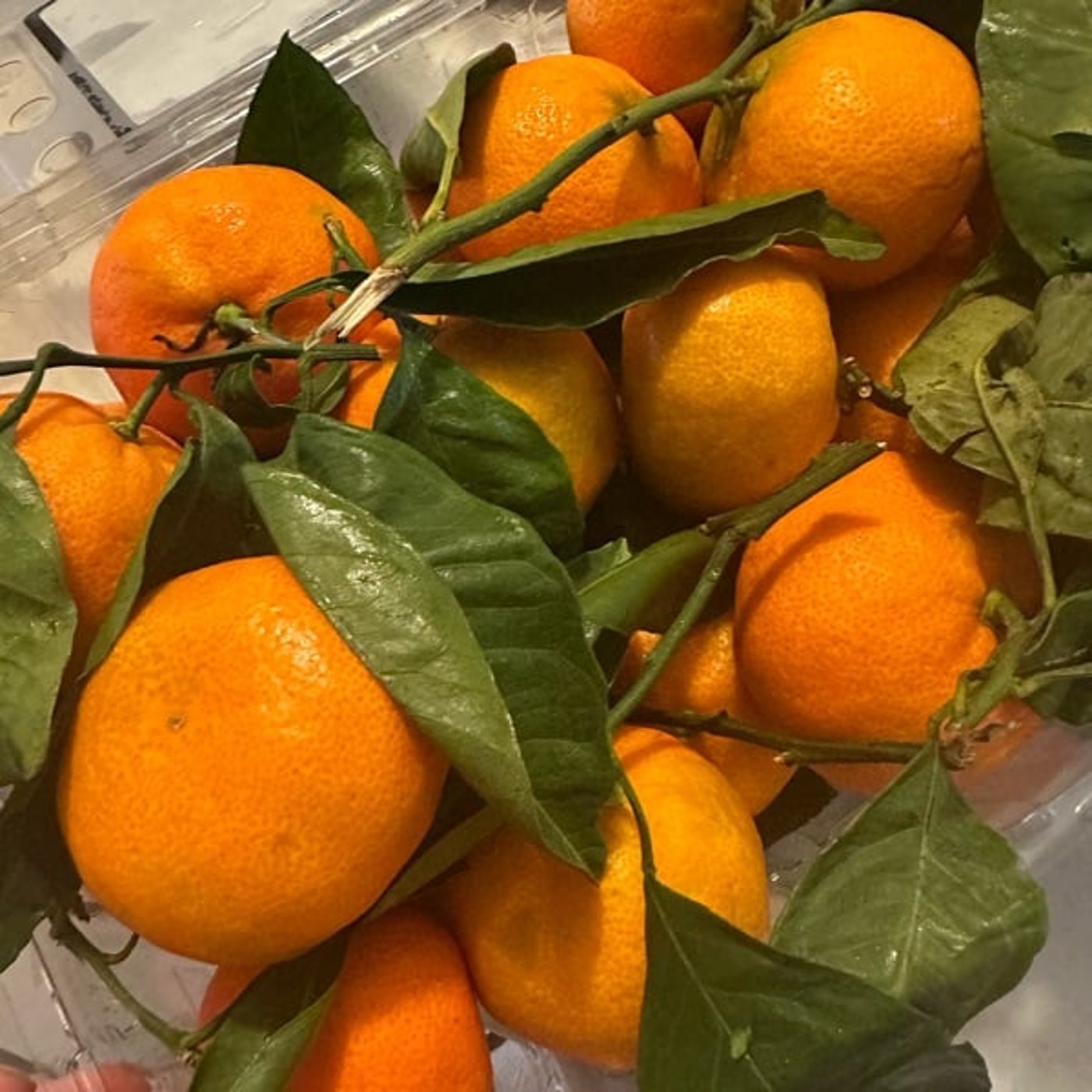 一生アメリカに住むのか、日本に帰るつもりでアメリカに住むのか