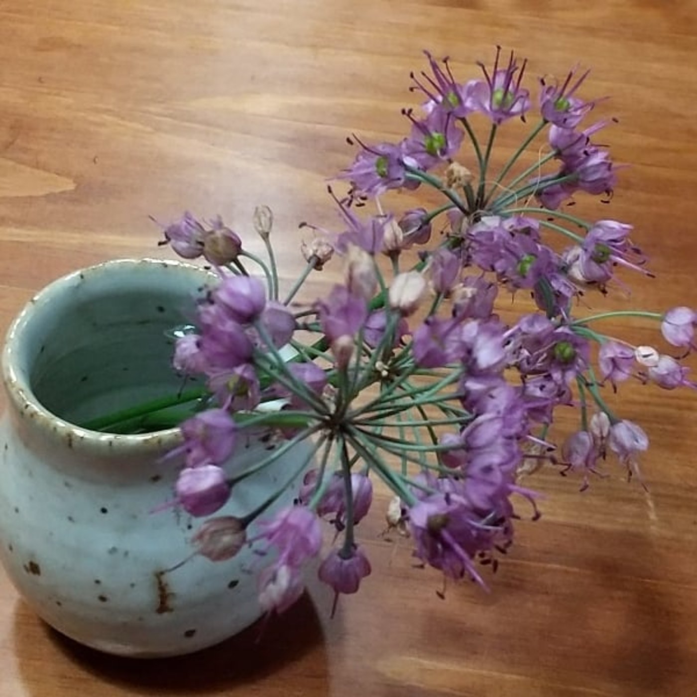 イトラッキョウ251121