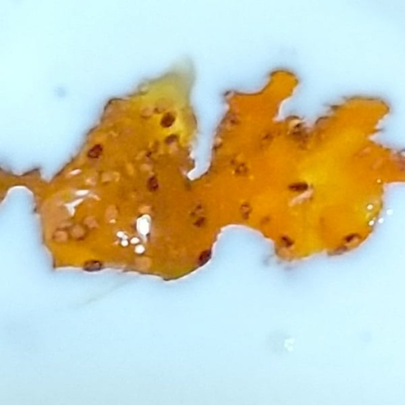 キーウィージャム251129