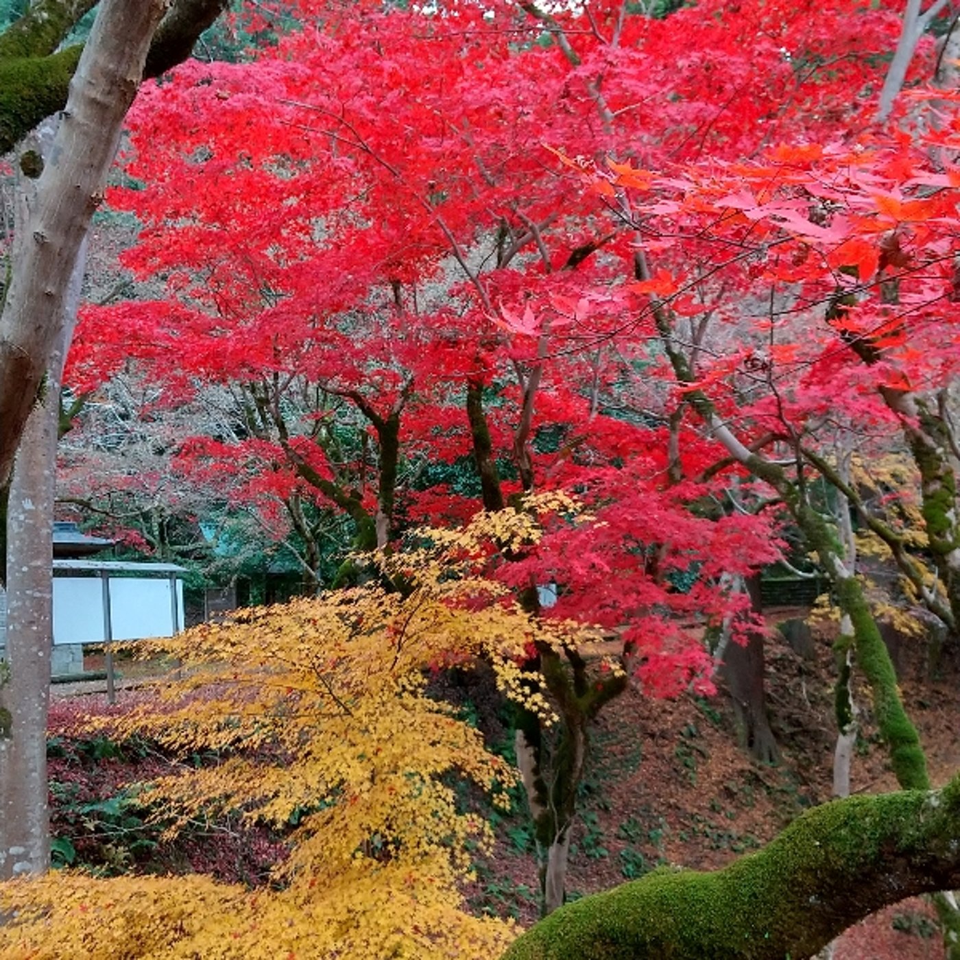 紅葉251201 episode artwork