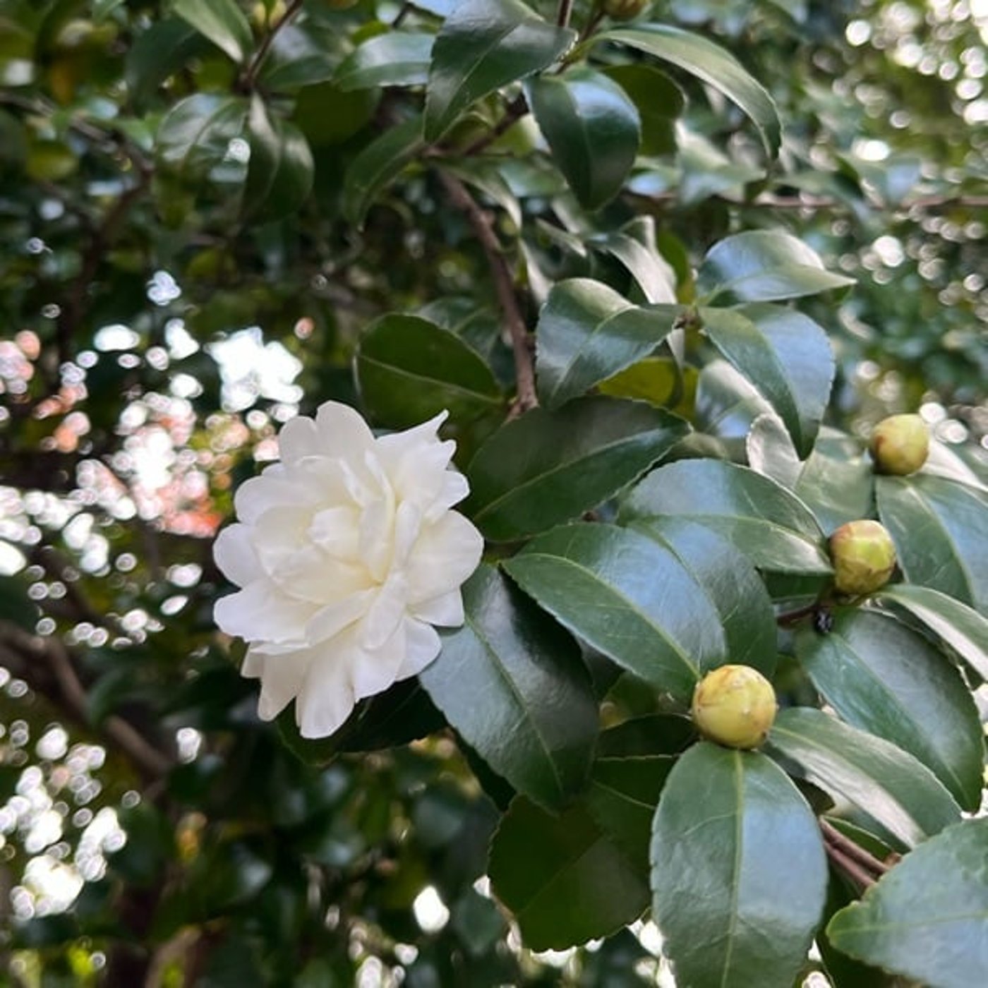 【今週のひとこと】ラスト1ヶ月今年と来年の間で感謝の満月🌸花エッセンスの紹介も