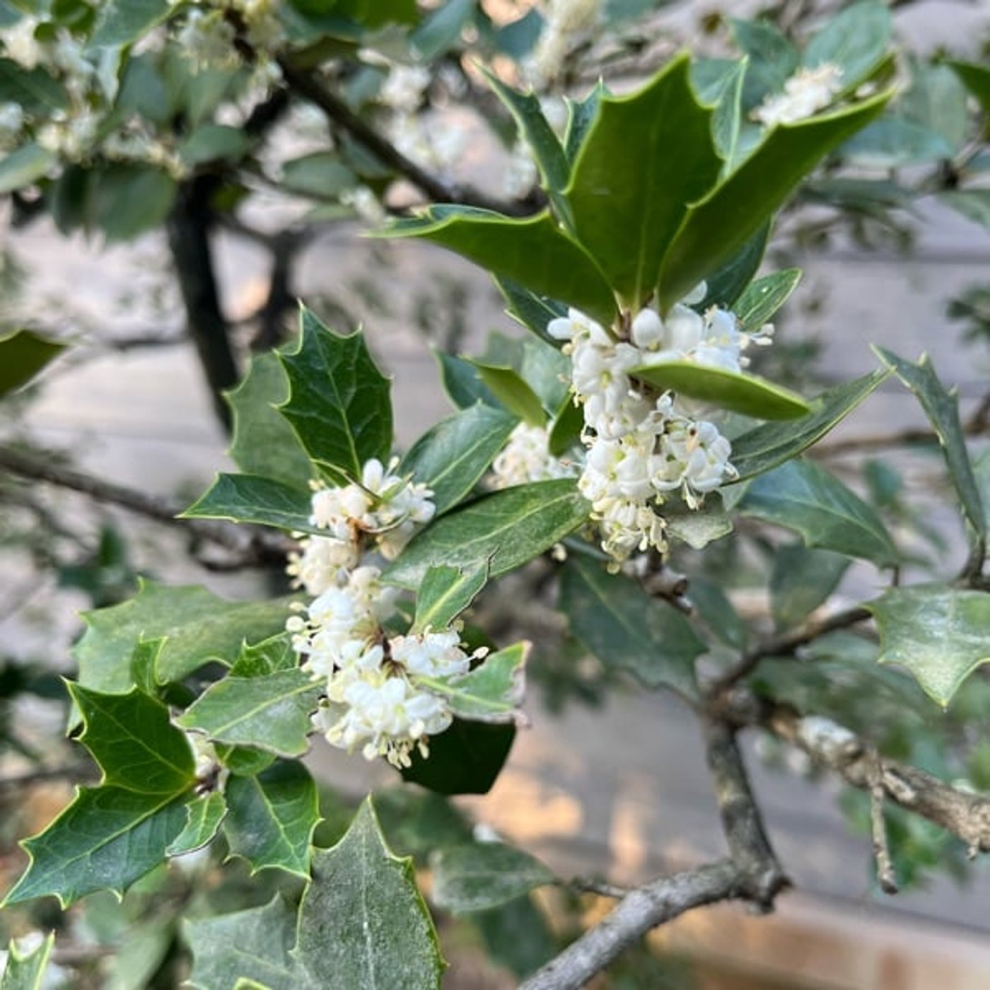 【今週のひとこと】自分の本質で繋がれる仲間との世界へ🌸花エッセンスも紹介