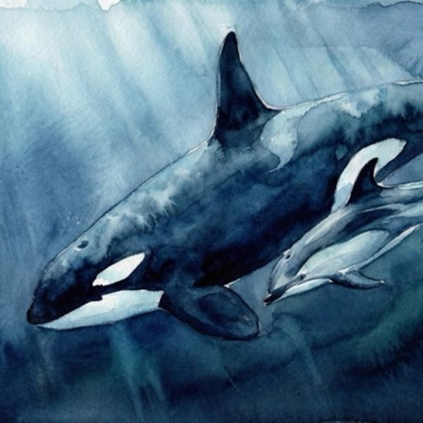 シャチが黙るとき―異種の知性が接続される海