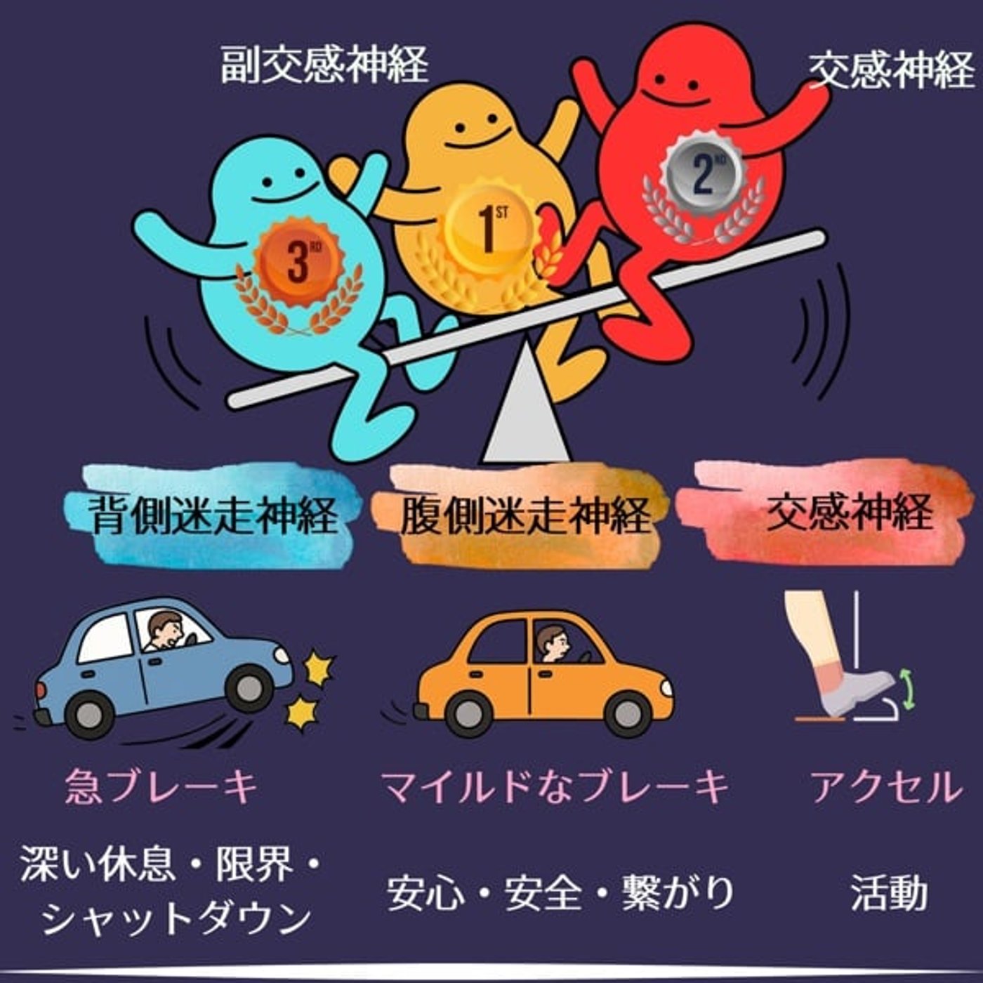 自律神経の波について【体の波・生きる波】