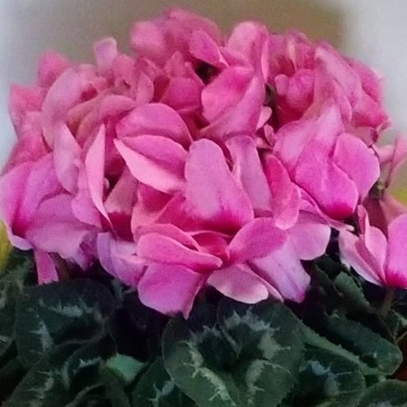 シクラメン260110