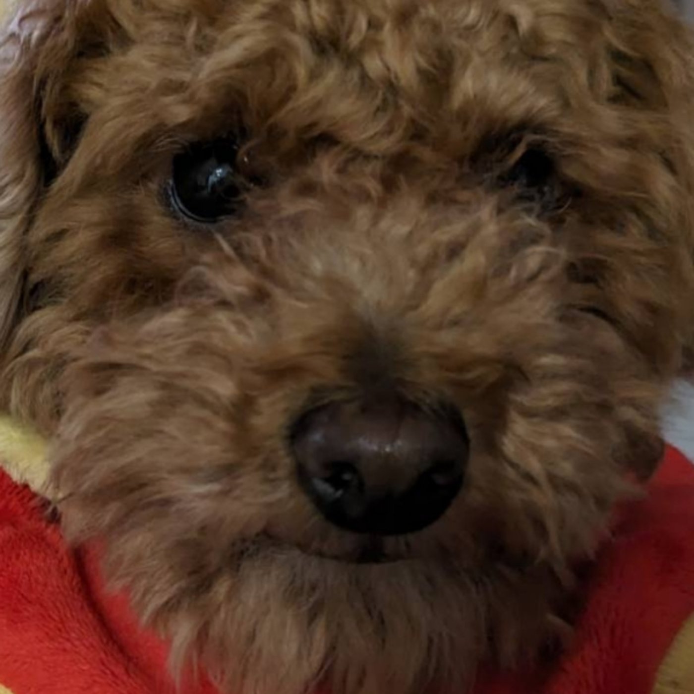 ペグちゃんが来るまでライブ