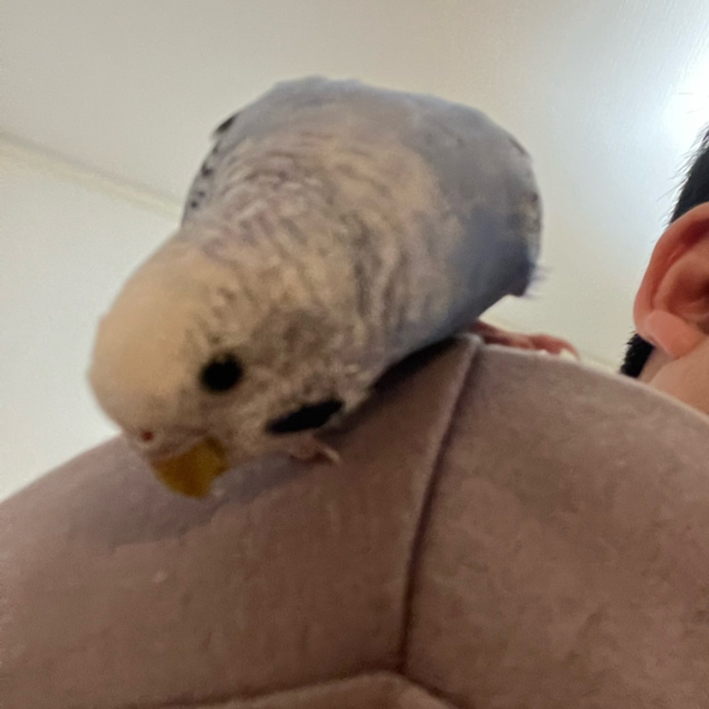 息子の誕生日の翌日、仕事モードに戻れない話