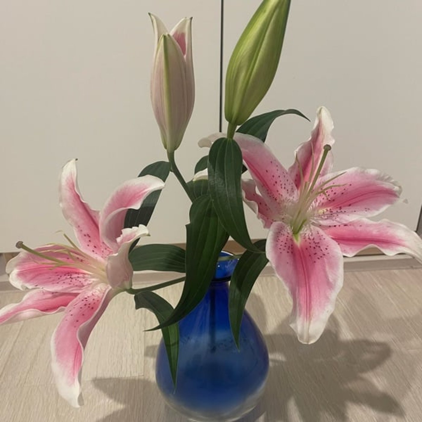 107/テイラー、ベトナム、ユリ