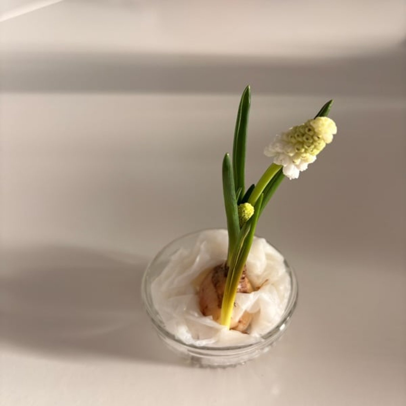 #74 日本文化に触れた日 #74 日本文化に触れた日