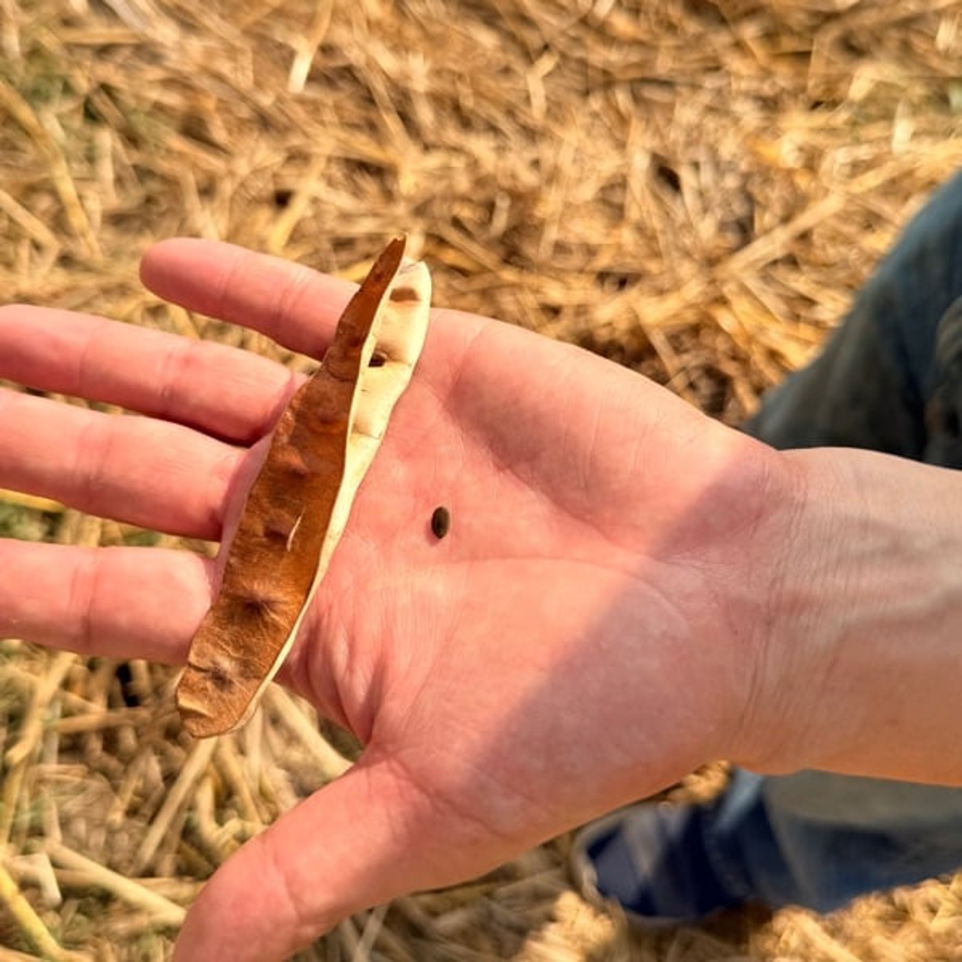 カンボジアでJICAさんに相談っアグリビジネス開発すんぞやーつ カンボジアでJICAさんに相談っアグリビジネス開発すんぞやーつ