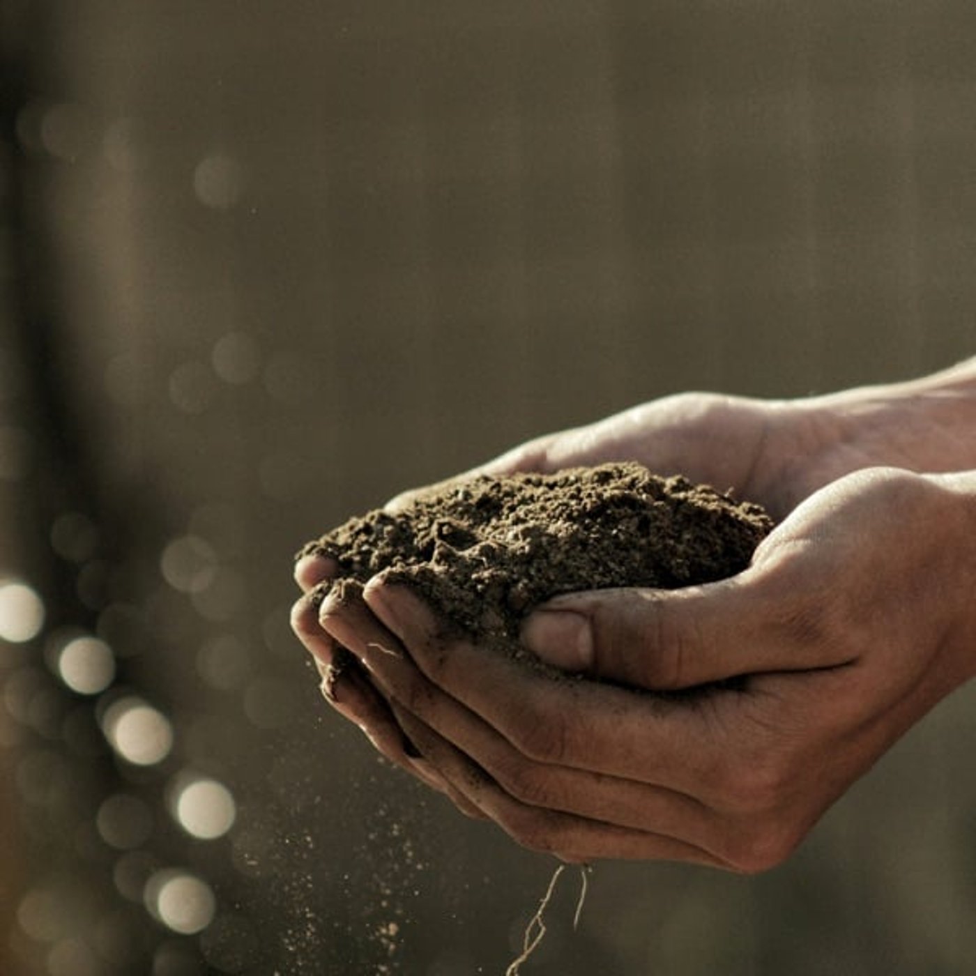 #708 オーガニックって概念難しいよね、、