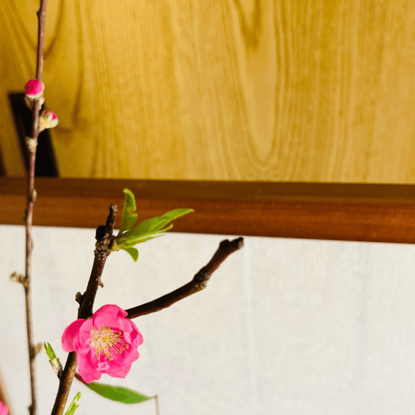 さおりん英会話ラジオ ライブ