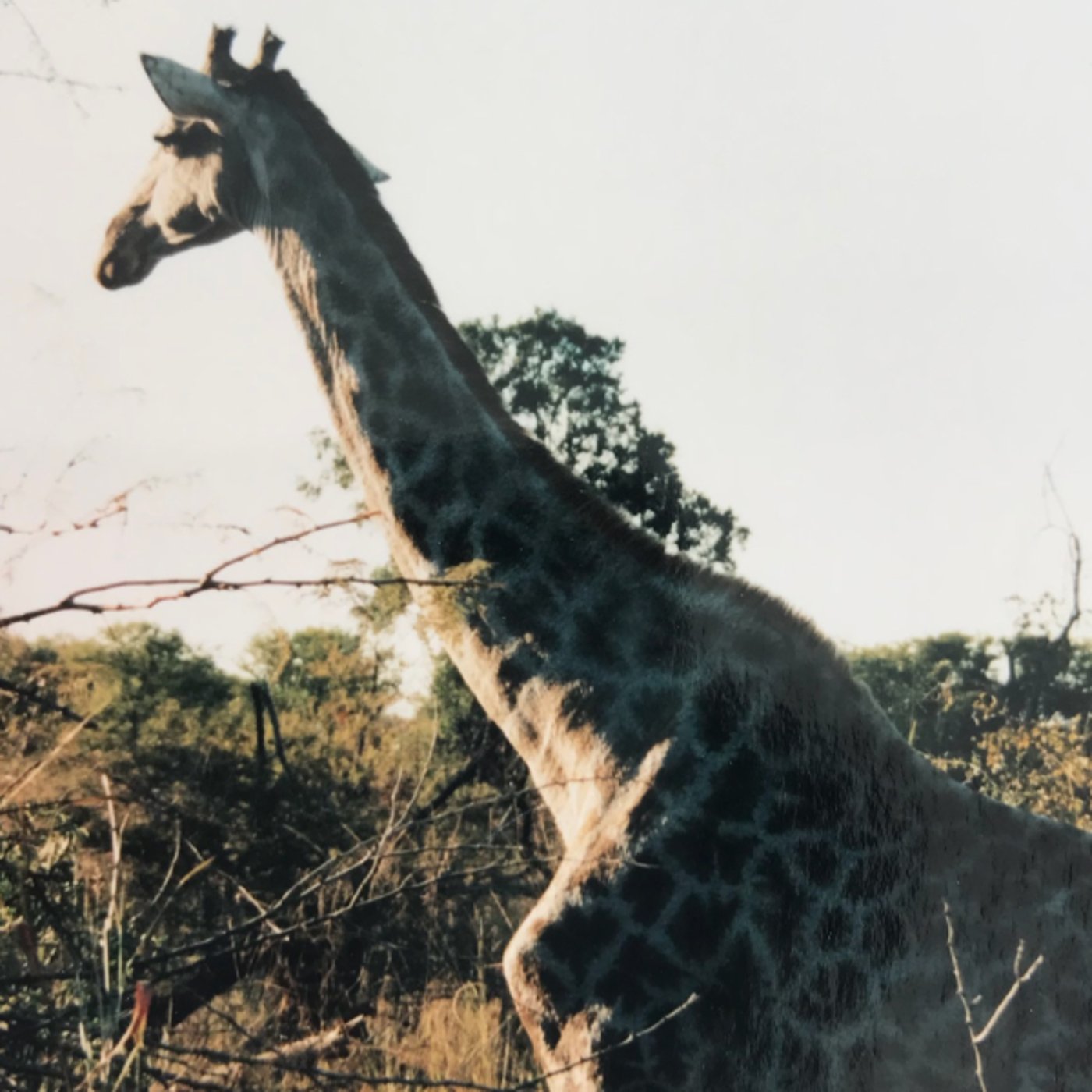 パンチくん⭐︎直感を磨くためのヒント✨10分朝ワーク♪