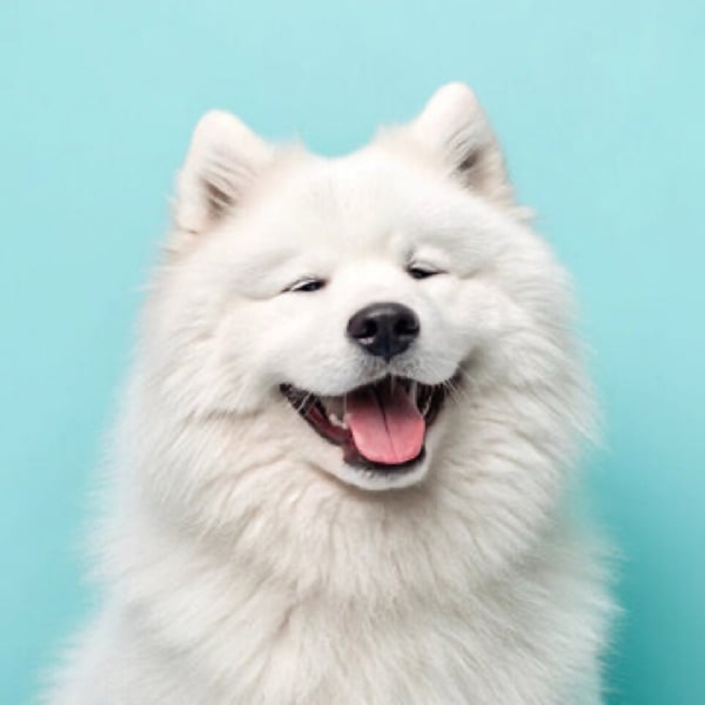 #23 サモエド #23 サモエド