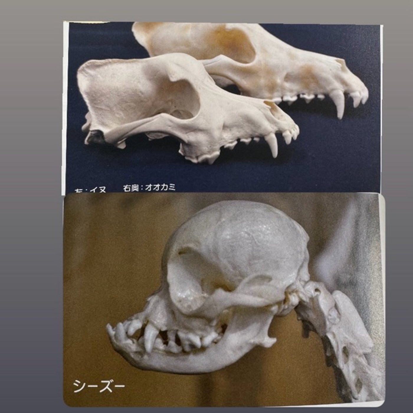 生き物は環境の変化で骨格を変える　人類はどうなっていくんかな episode artwork