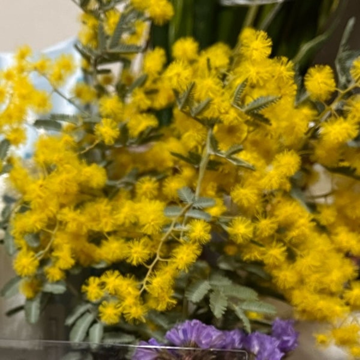 2233 今日は女性の日🌼ミモザに込められた優しい意味