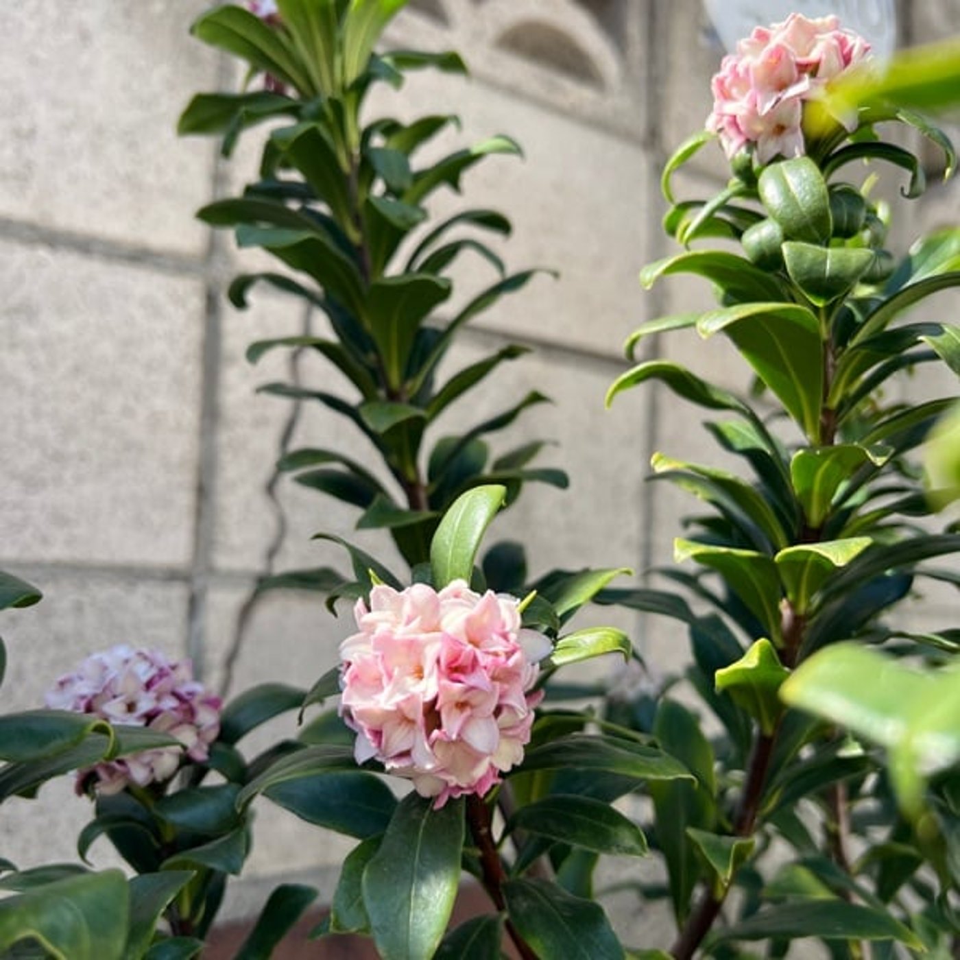 ゆうきこよみならではの使い方 ー吉日スケジューリングー