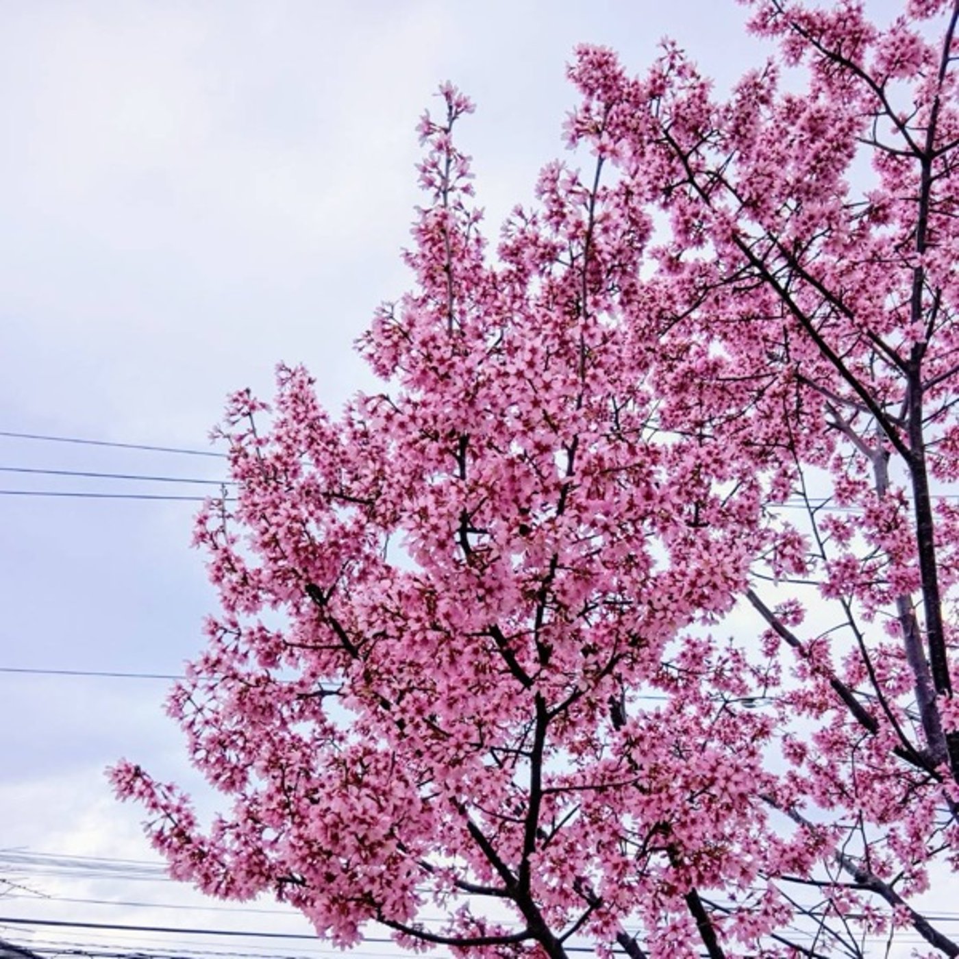 #1283🥳「桜が私たちに届けてくれる幸せの周波数」