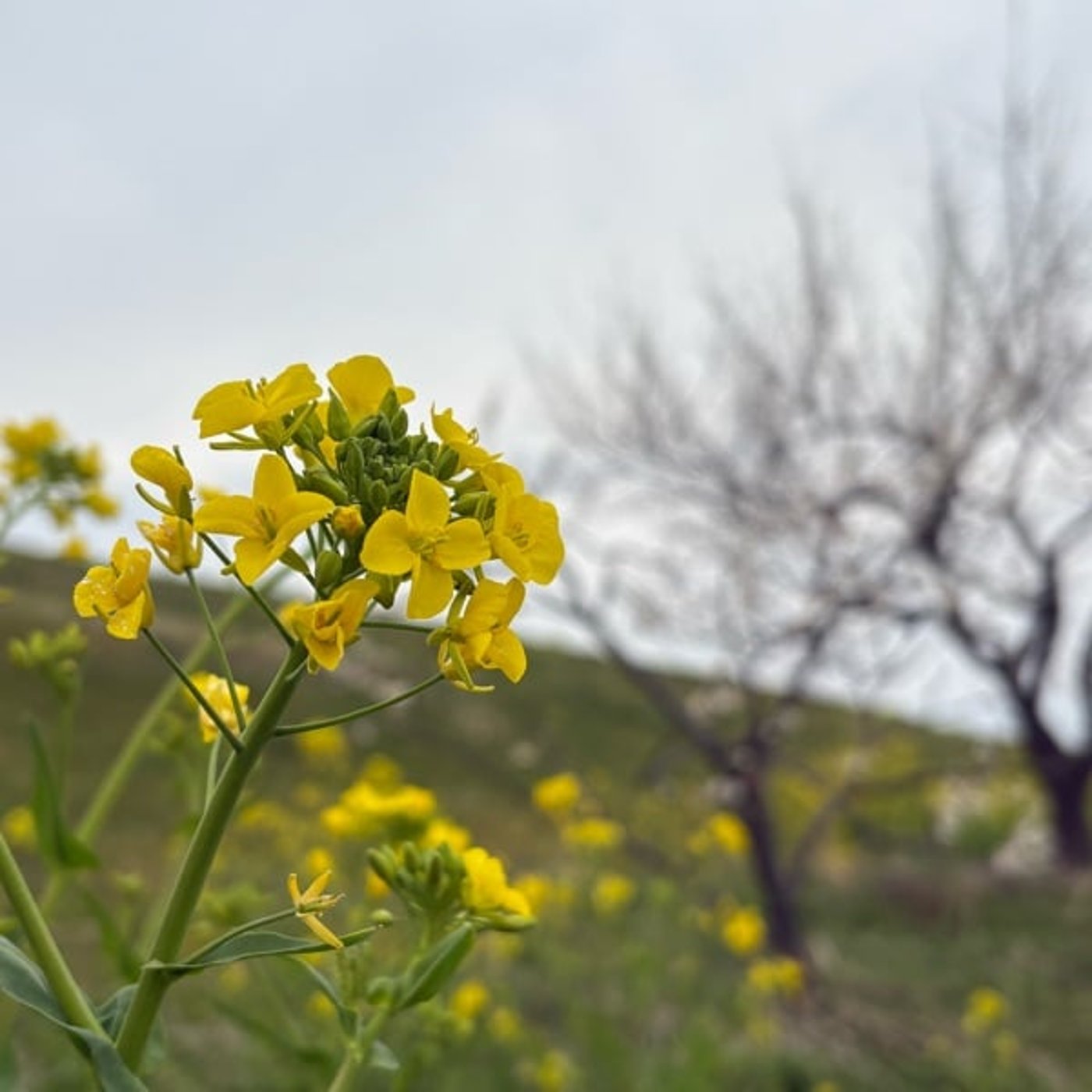 ツェルニー100番 no.35 とりあえず○