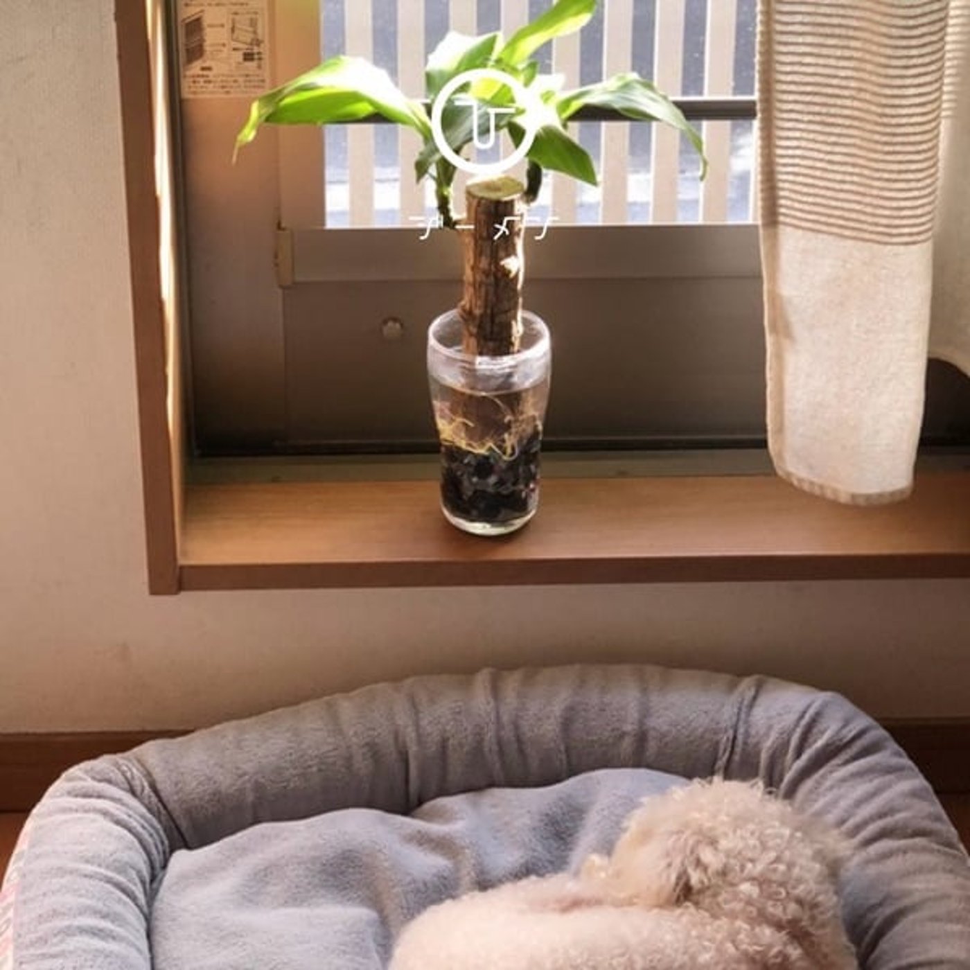 ひ る お び　Ｇ　メ　ン　ファースト