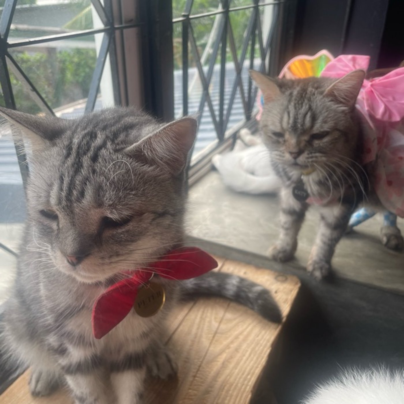 112/猫カフェと国際会議