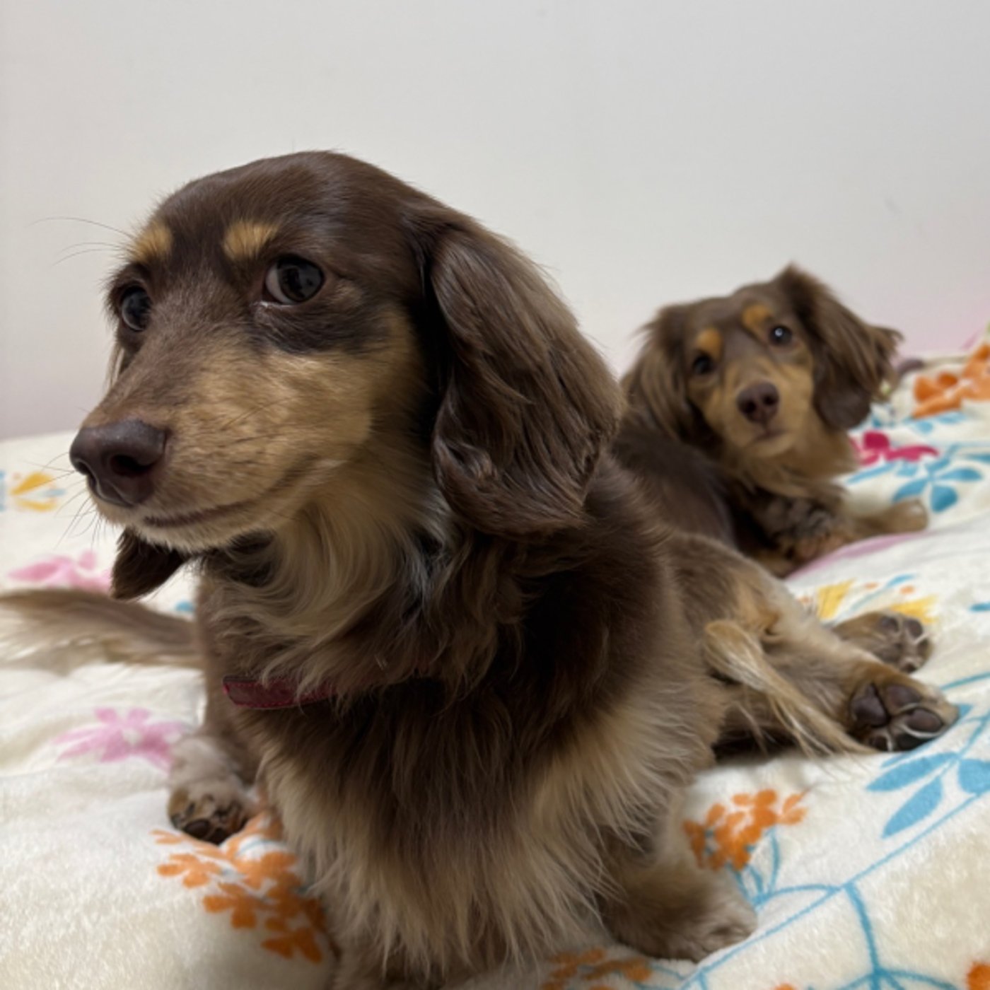 春分の日から二日後の日曜日ライブ 春分の日から二日後の日曜日ライブ