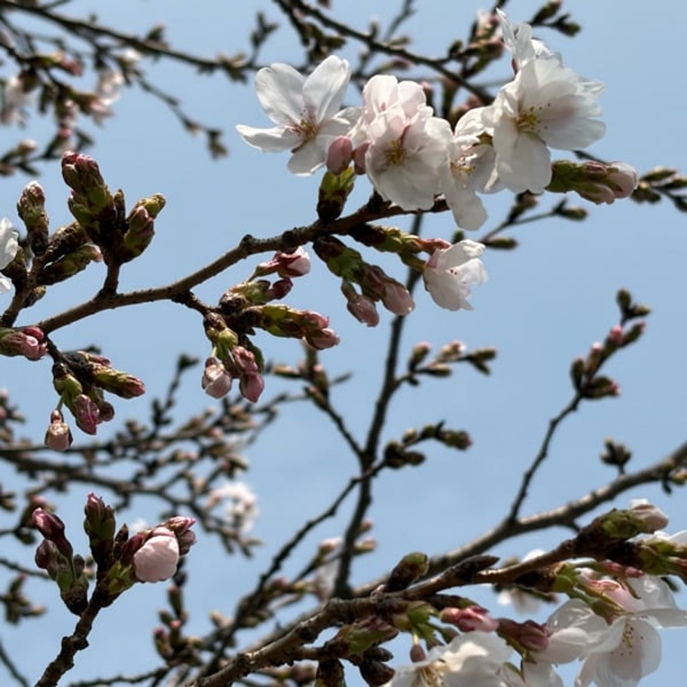 スピッツ祭と桜のロケハン スピッツ祭と桜のロケハン