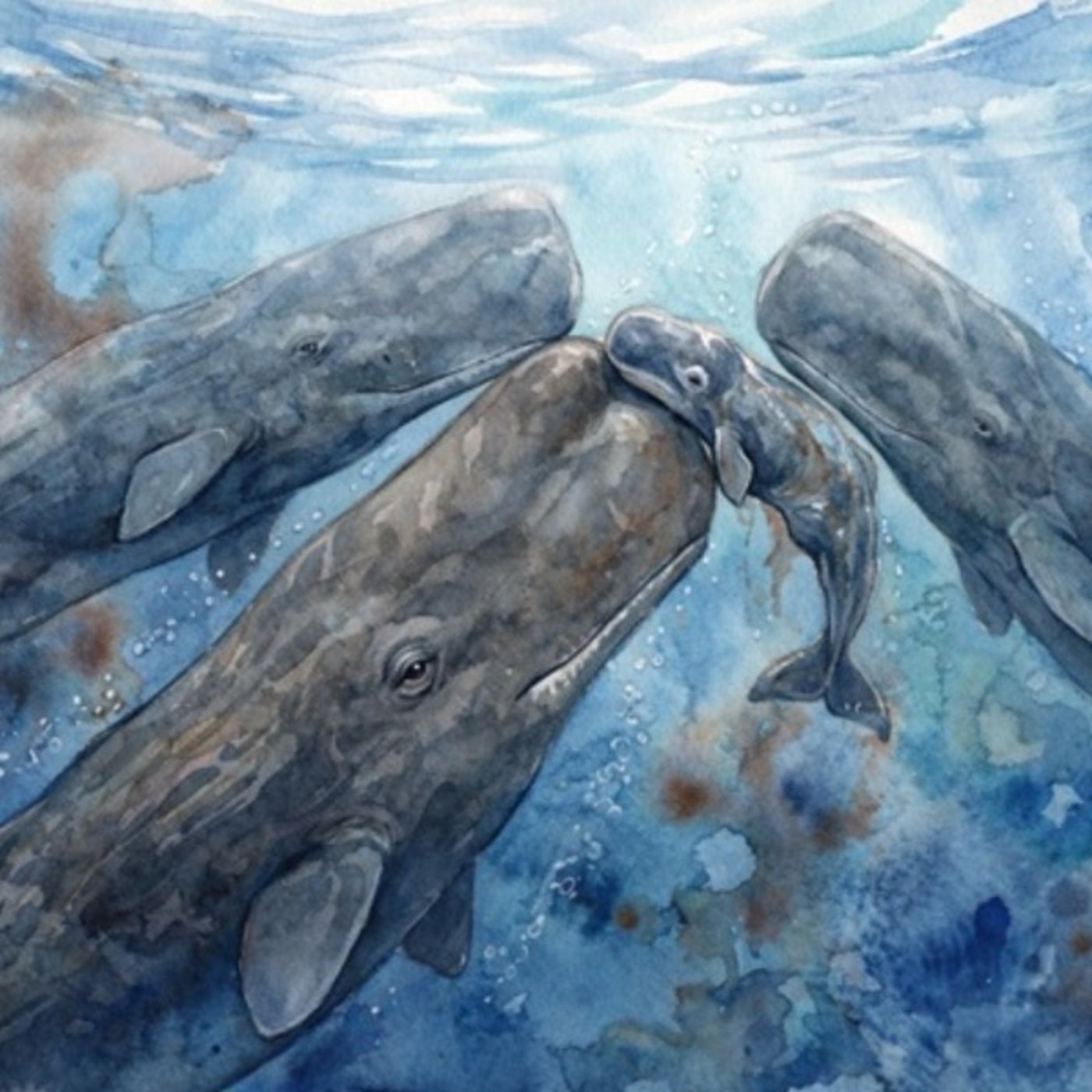 最初の一息は、一頭では始まらない―ドミニカ沖で記録されたマッコウクジラの協力出産 episode artwork