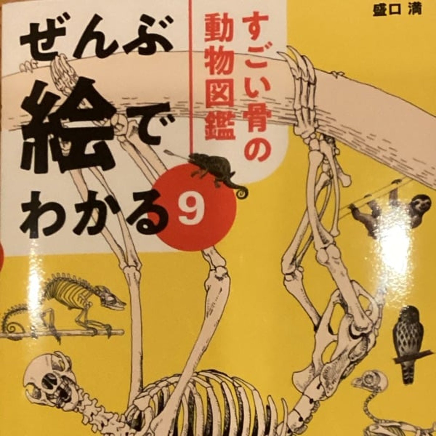 馬は中指だけで走っている　すごい骨の動物図鑑　盛口満さん episode artwork