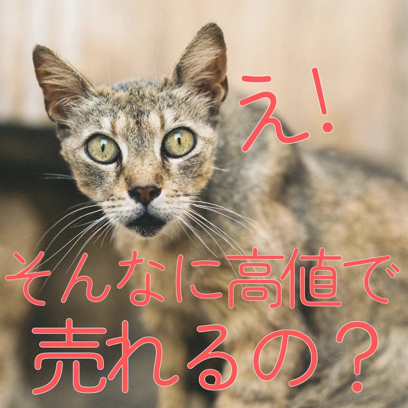 【これ、売れるの？】意外にも高い金額で売れた、うちの不用品 #499 episode artwork