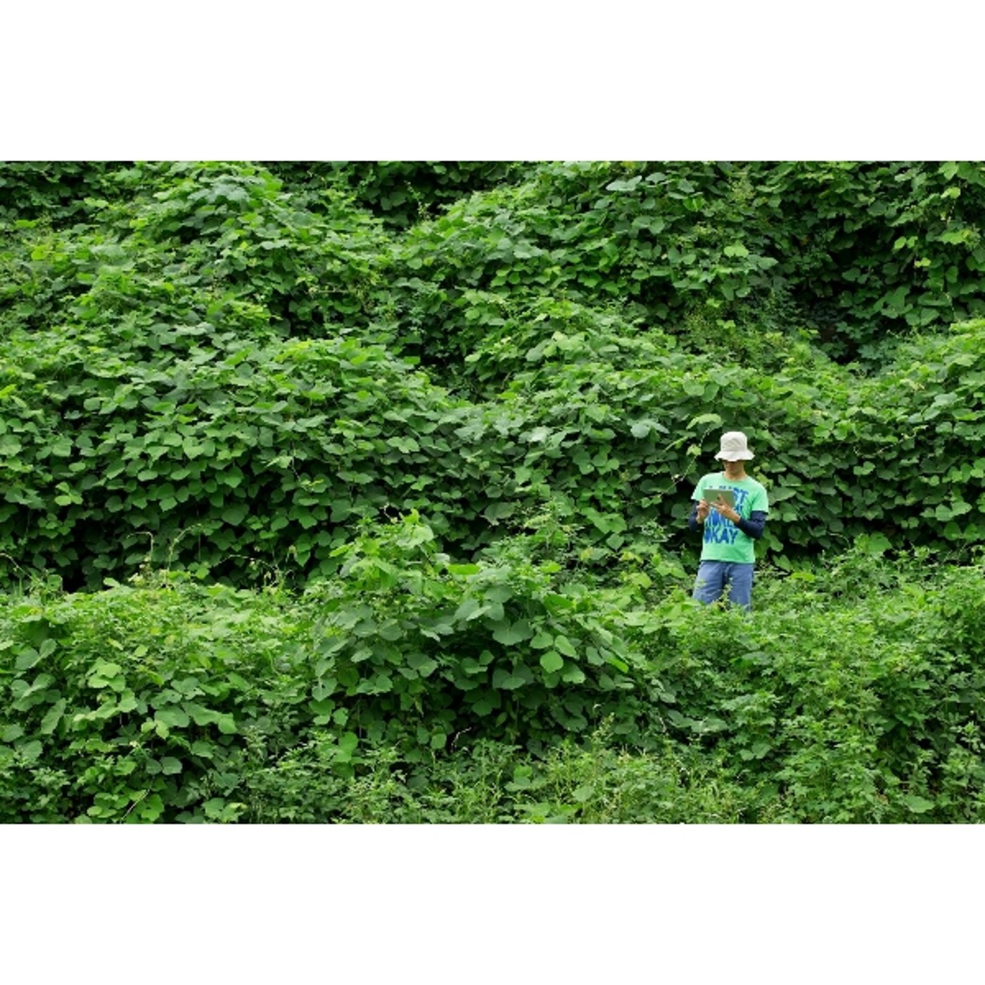 「写真で一言」