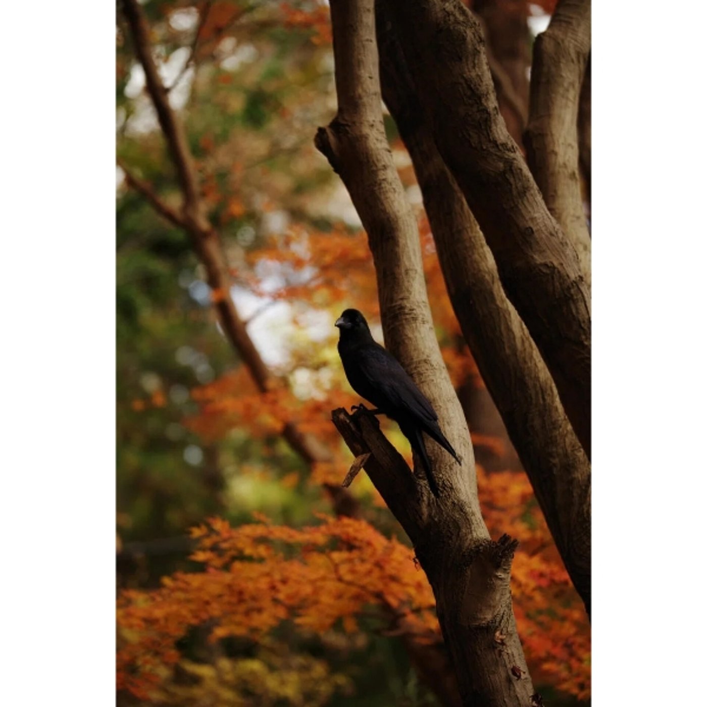 「写真で一言」