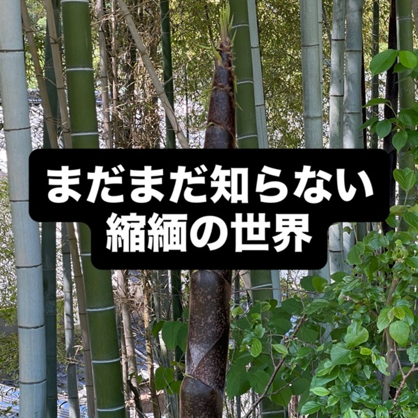 まだまだ知らない縮緬の世界 episode artwork
