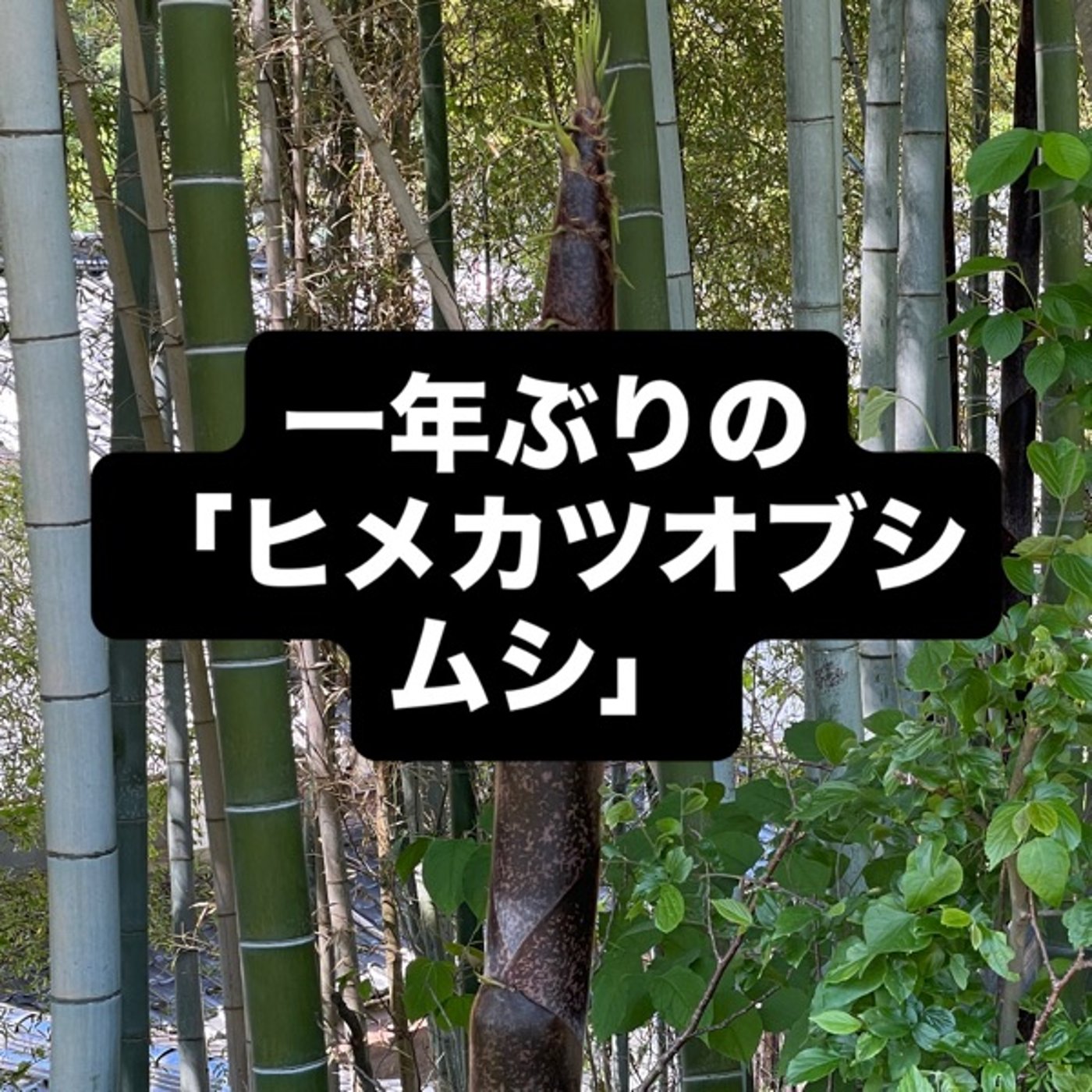 一年ぶりの「ヒメカツオブシムシ」 episode artwork