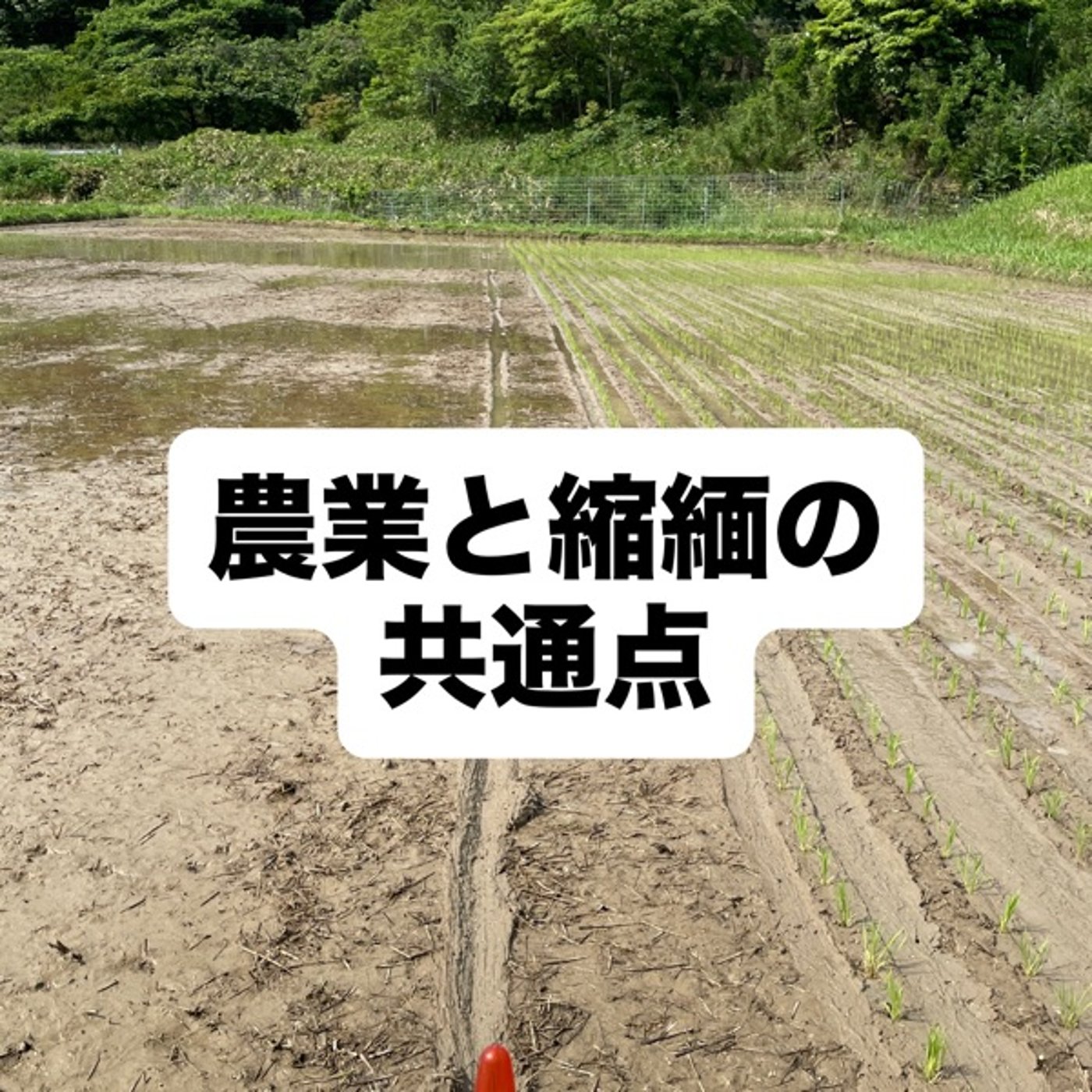 農業と縮緬の共通点 episode artwork