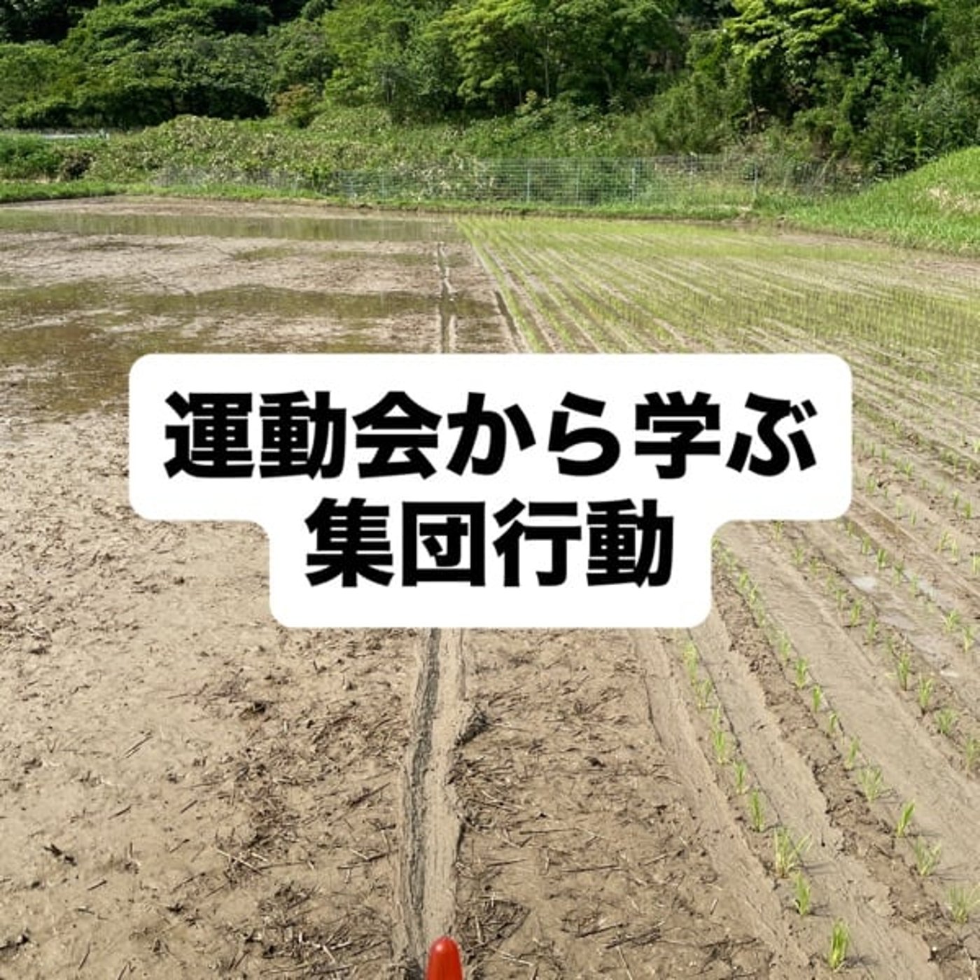 運動会から学ぶ集団行動 episode artwork
