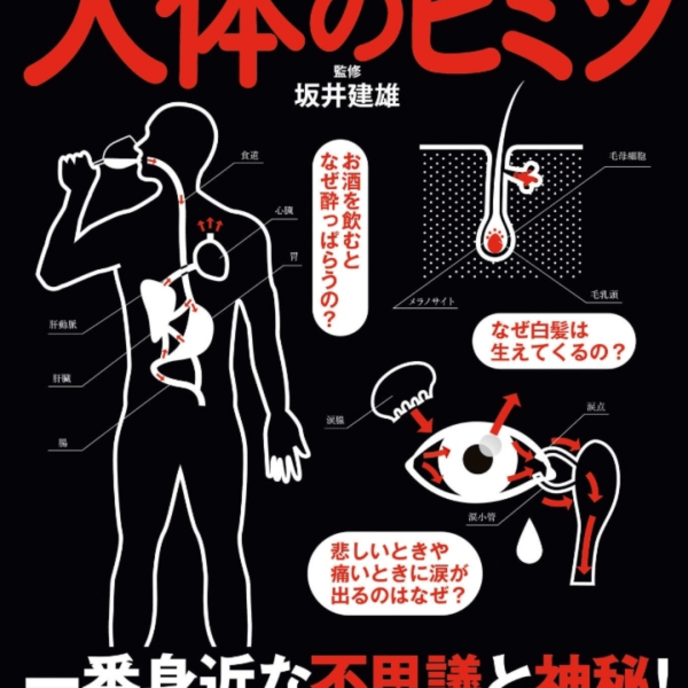 酒井さんの図解人体のヒミツが内臓いろいろ解説。母乳って血液からできてるったマ？ episode artwork