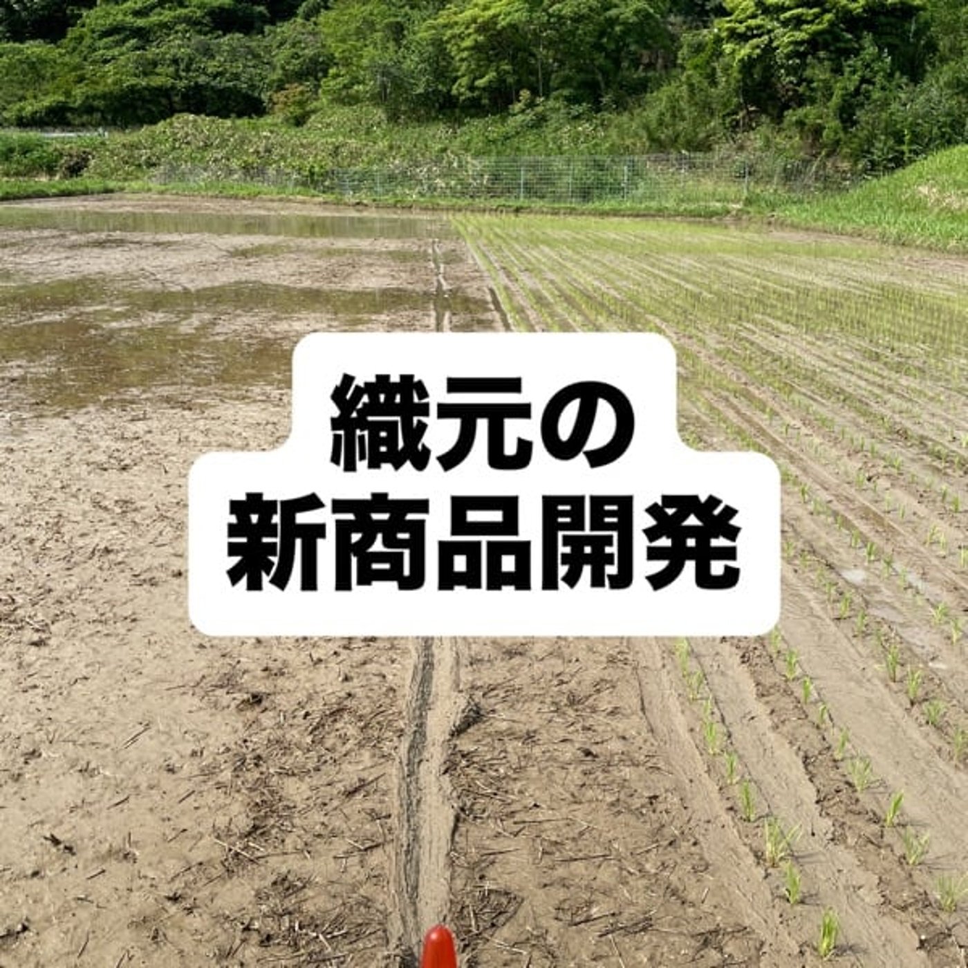 織元の新商品開発 episode artwork