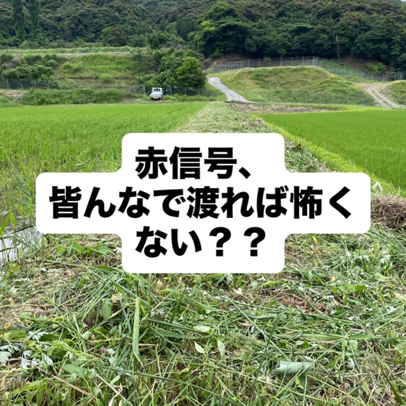 赤信号、皆んなで渡れば怖くない？ episode artwork