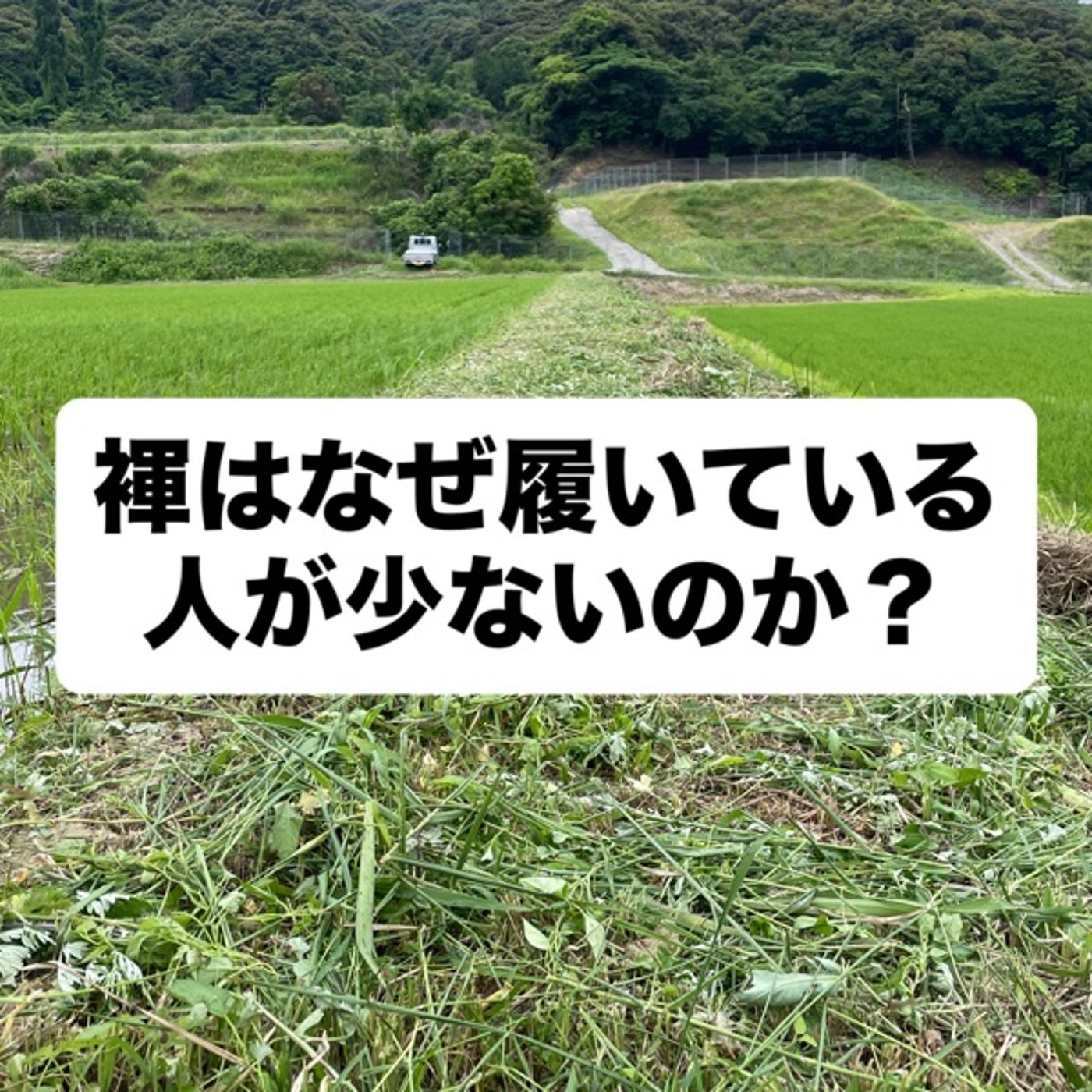 褌は、なぜ履いている人が少ないのか？ episode artwork