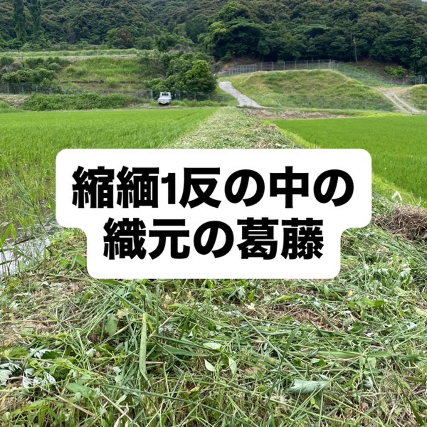 縮緬1反の中の織元の葛藤 episode artwork
