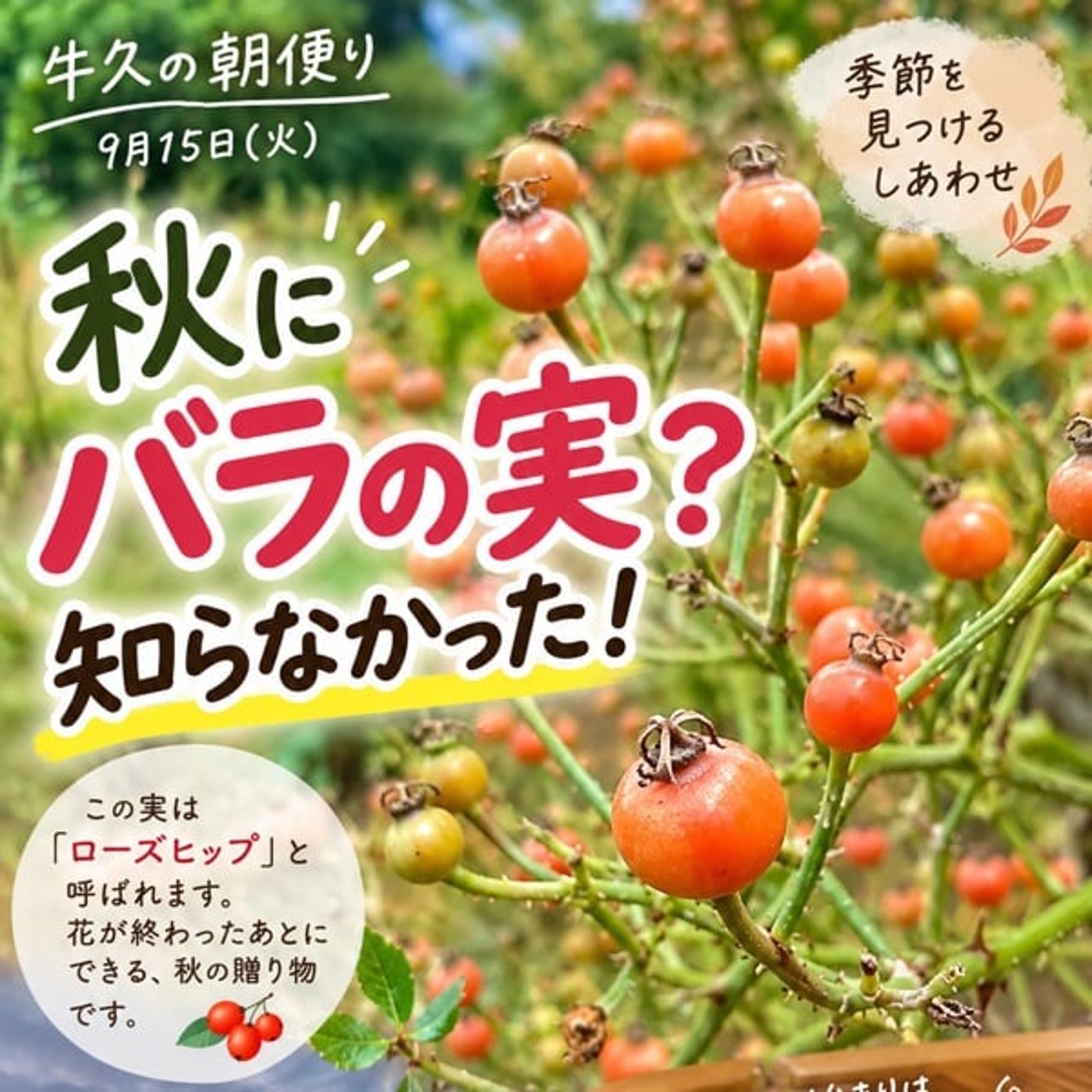 紅白の由来、知ってましたか？｜秋の朝の小さな発見 episode artwork