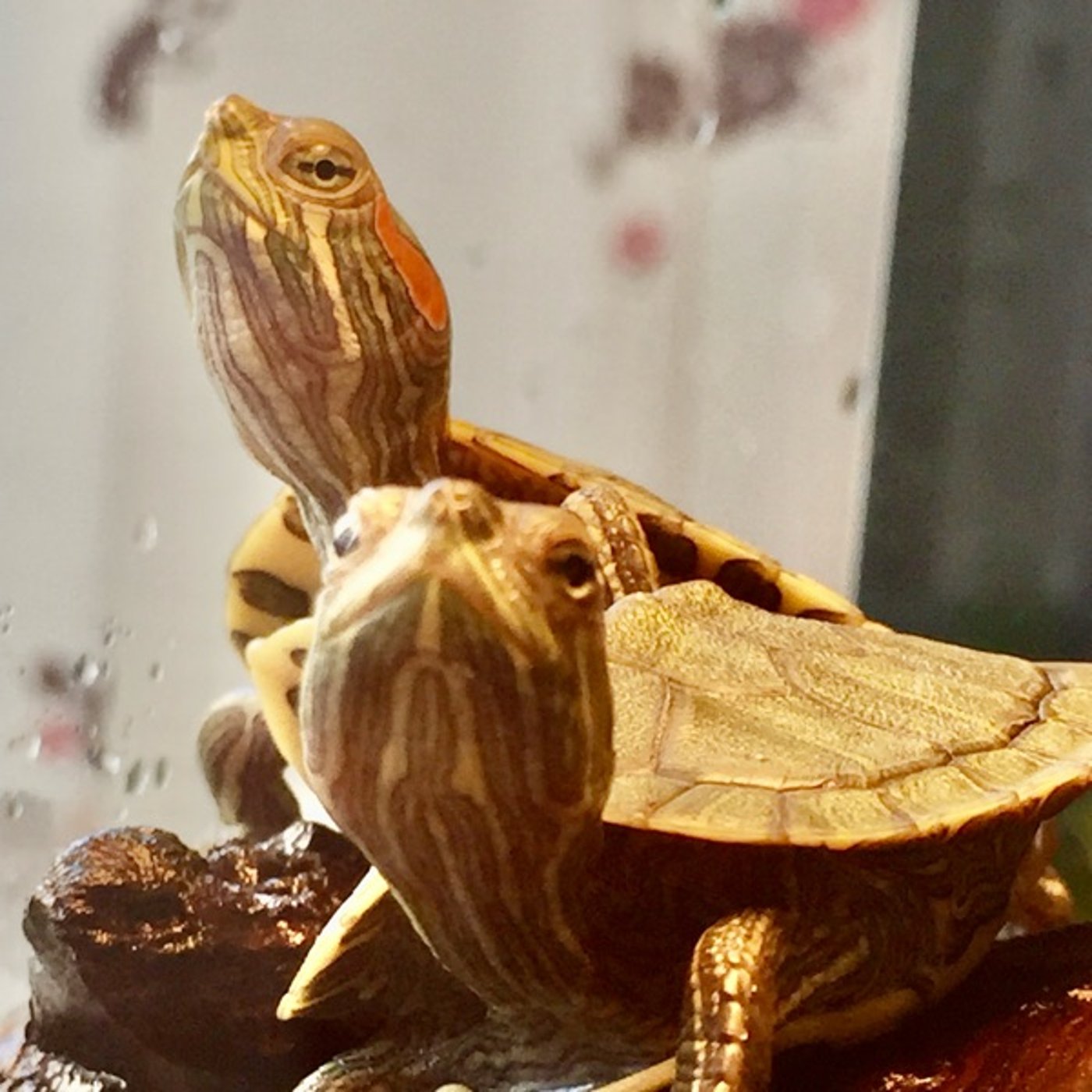 わたるチャンネル