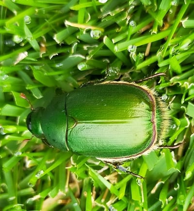 コガネムシ成虫は減少しても芝生は安心できません Stand Fm 芝生パラダイス コガネムシ成虫は減少しても芝生は安心できません Stand Fm 芝生パラダイス